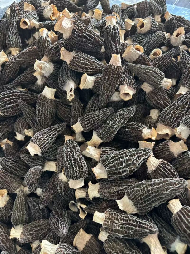 主营：木耳鹿茸菇羊肚菌虫草花龙须菜
