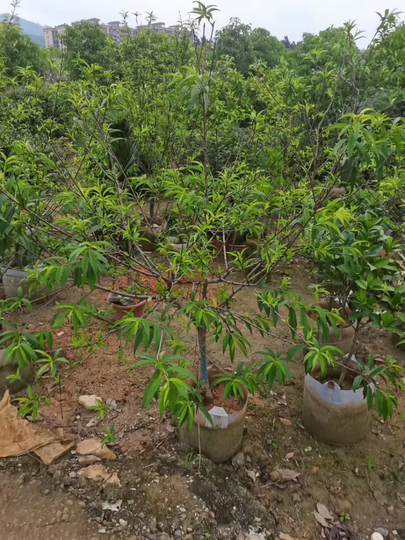 桃树