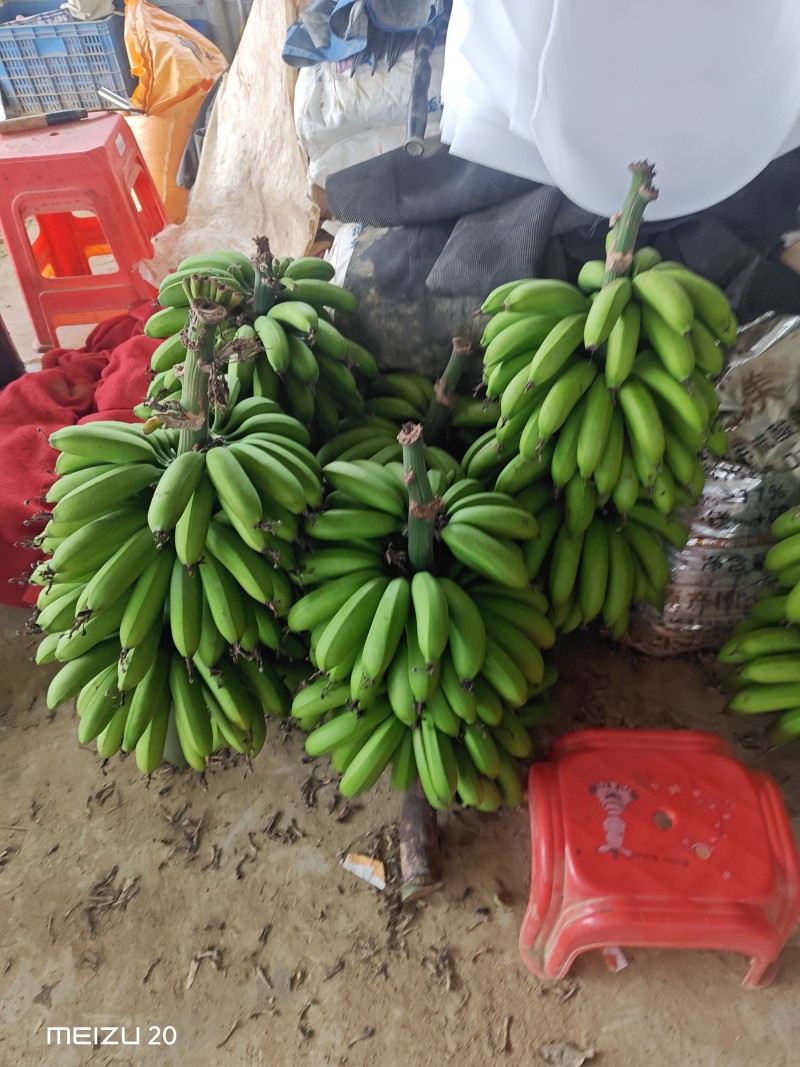 大量精品香蕉，继续赶货市场！精品靓香蕉，一件代发