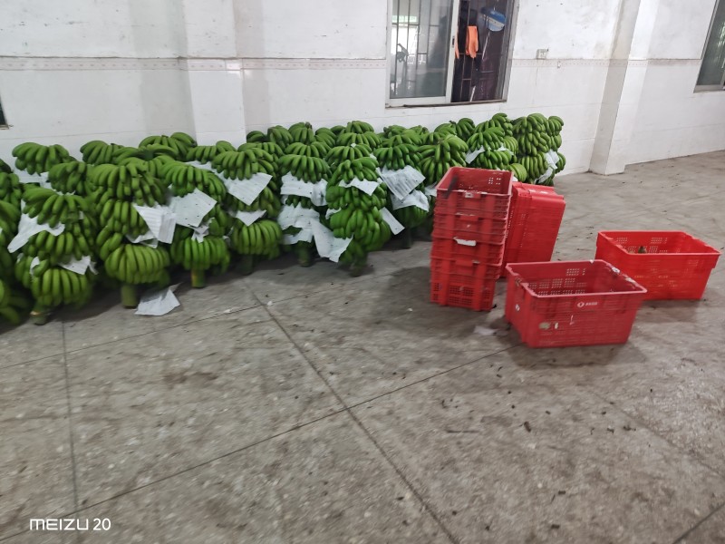大量精品香蕉，继续赶货市场！精品靓香蕉，一件代发
