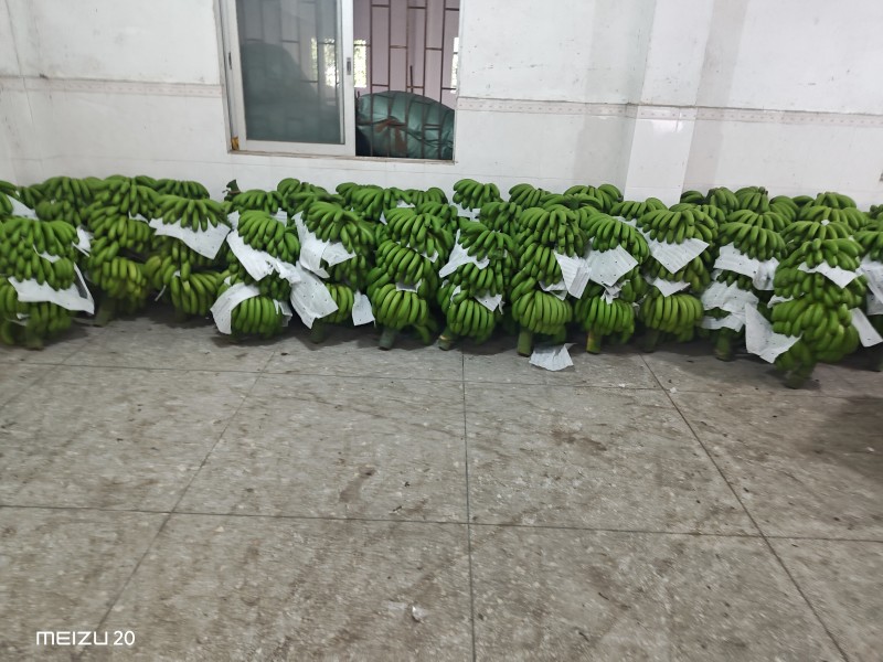 大量精品香蕉，继续赶货市场！精品靓香蕉，一件代发