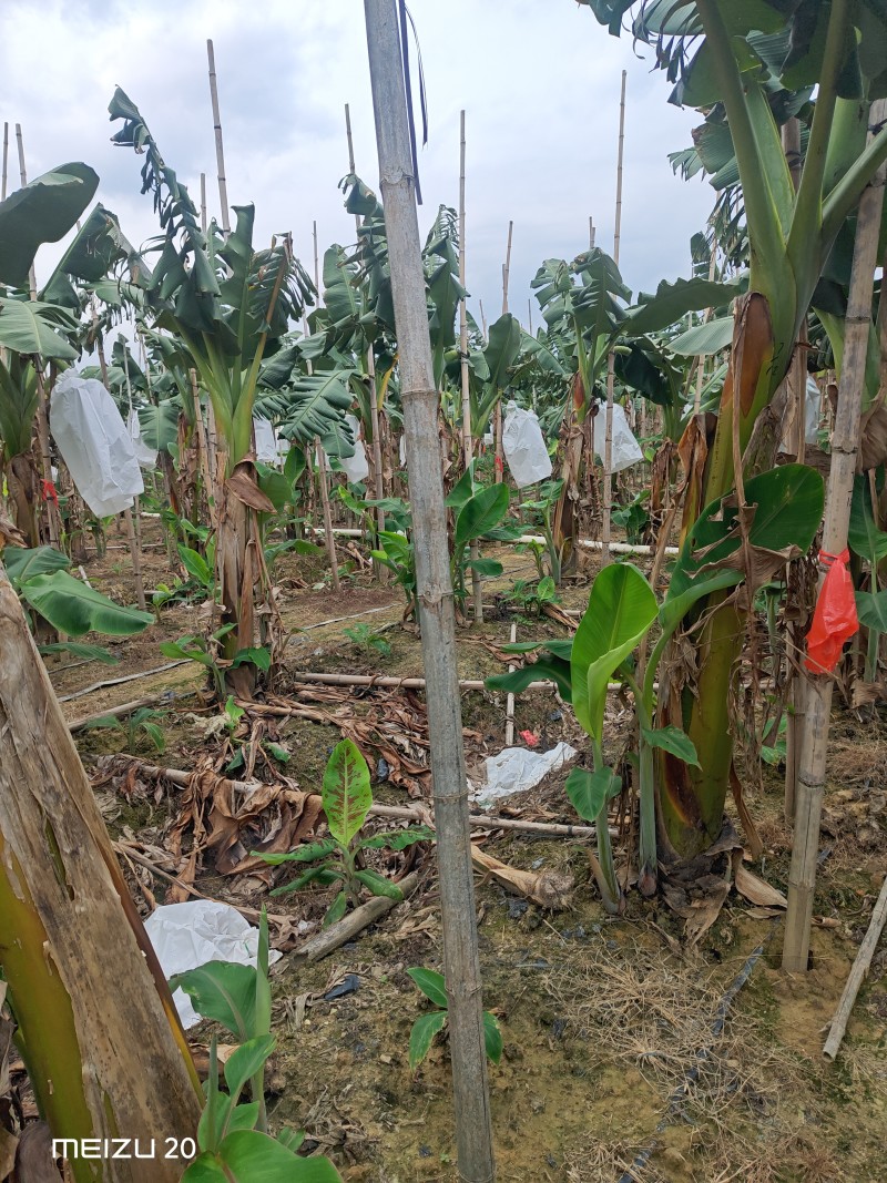大量精品香蕉，继续赶货市场！精品靓香蕉，一件代发