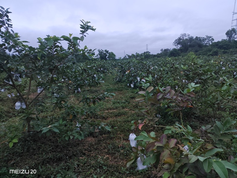 大量珍珠白石榴，电商一件代发，整车