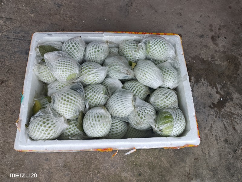 大量珍珠白石榴，电商一件代发，整车
