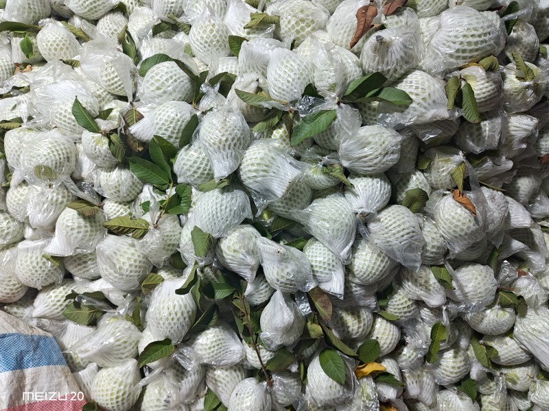 大量珍珠白石榴，电商一件代发，整车