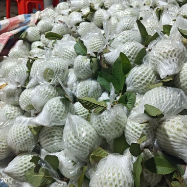 大量珍珠白石榴，电商一件代发，整车