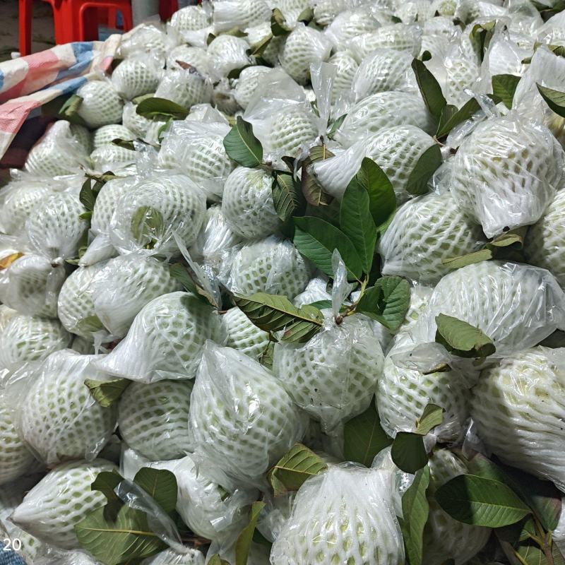 大量珍珠白石榴，电商一件代发，整车