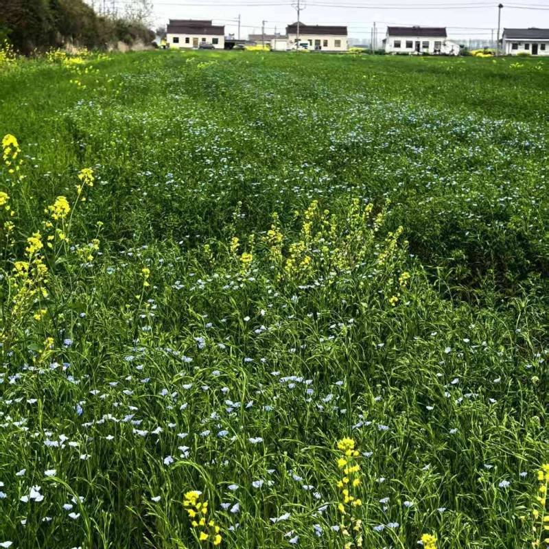 优质亚麻林睿1号江苏大丰产地直销优质油用亚麻原料