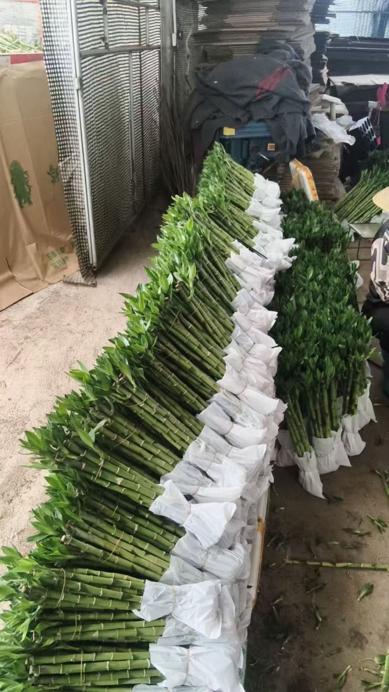 平安竹开运竹带根好养活富贵竹桌面盆栽