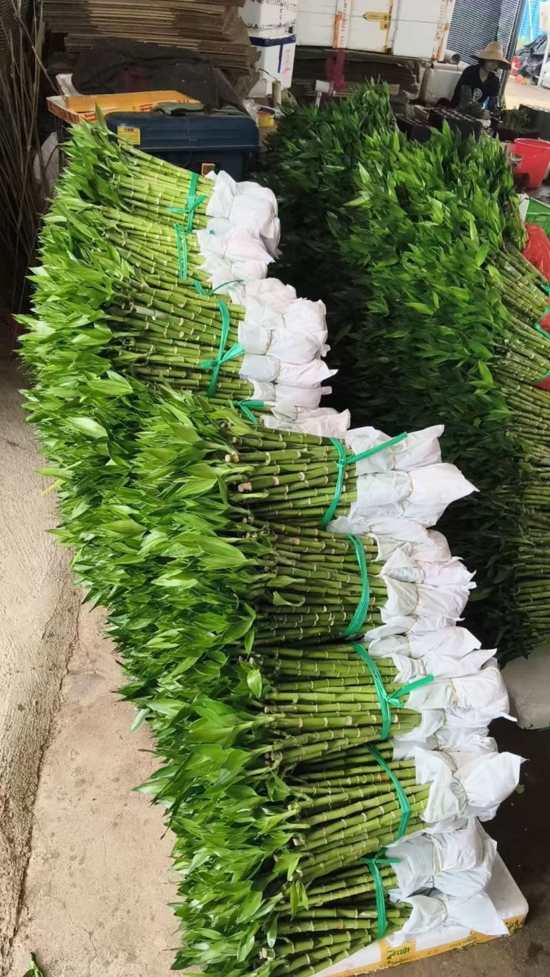 平安竹开运竹带根好养活富贵竹桌面盆栽