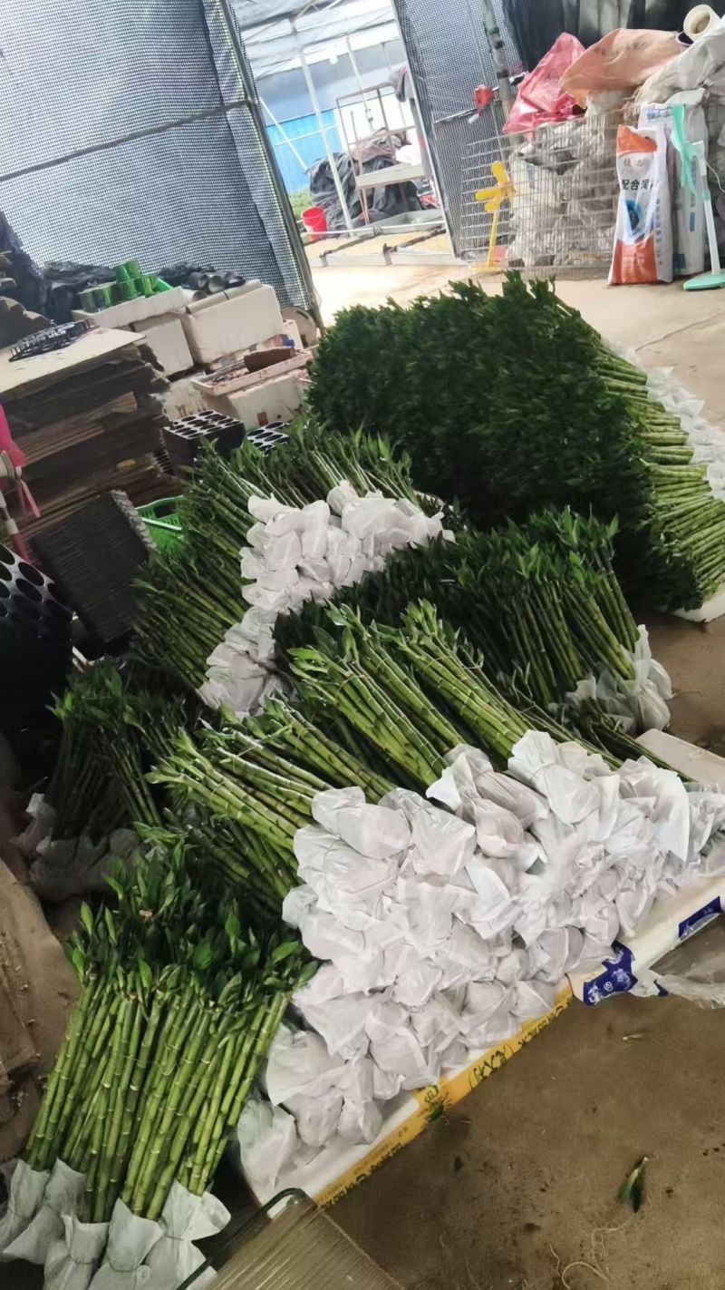平安竹开运竹带根好养活富贵竹桌面盆栽