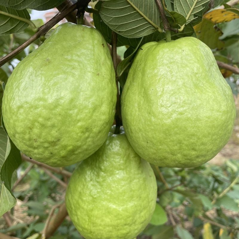 番石榴（嫁接苗），珍珠白番石榴（黑杯苗）