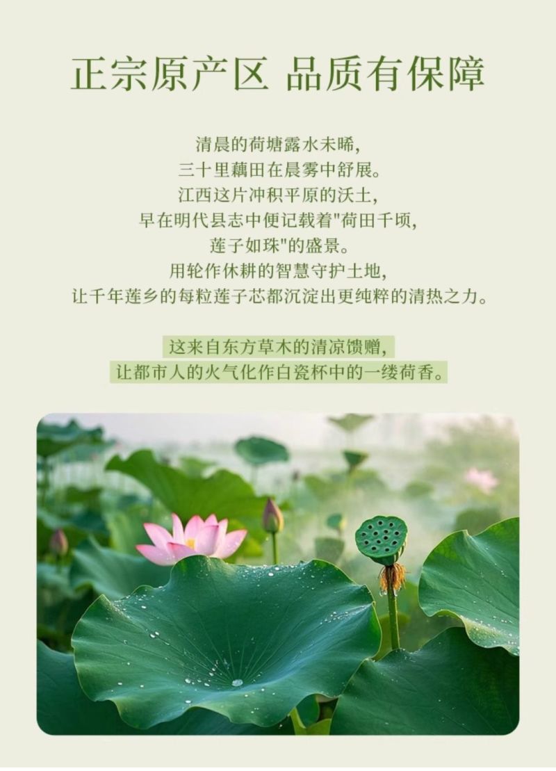 莲子心莲子芯新货规格齐全喝茶必备