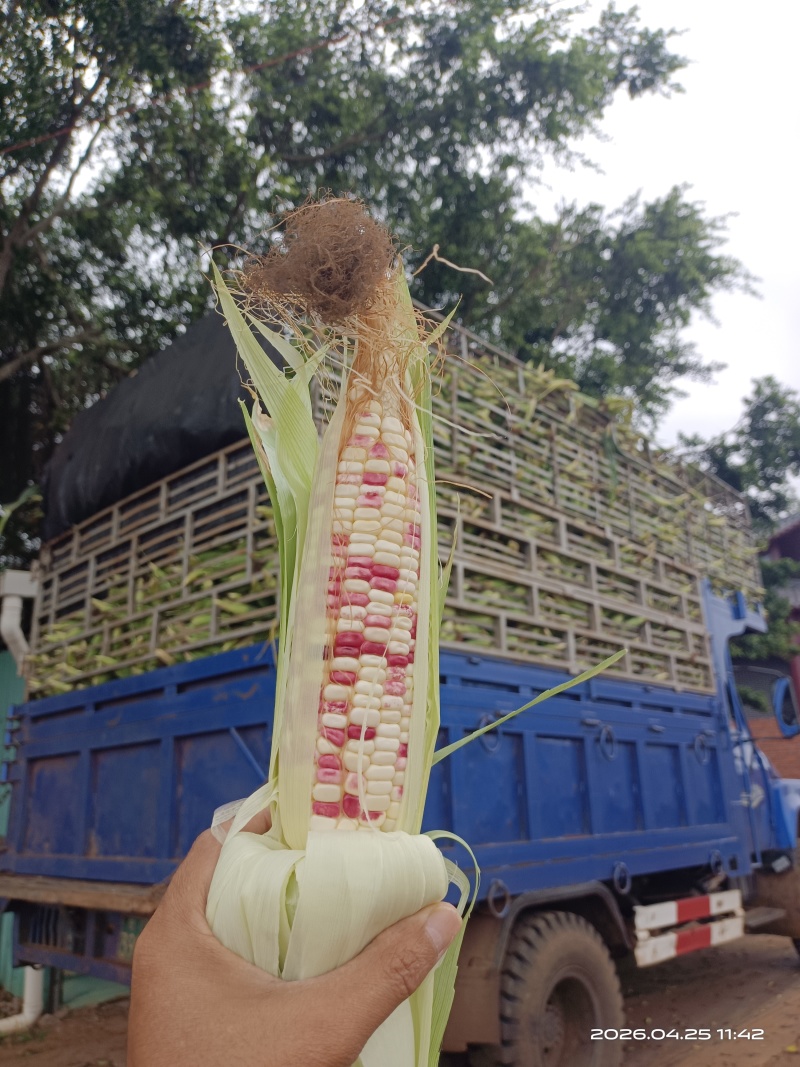 湛江玉米大量供货产地直发