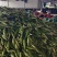 湛江玉米大量供货产地直发