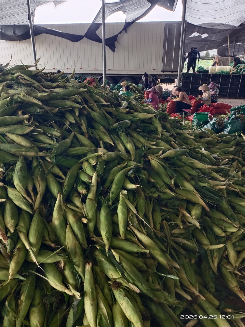 湛江玉米大量供货产地直发