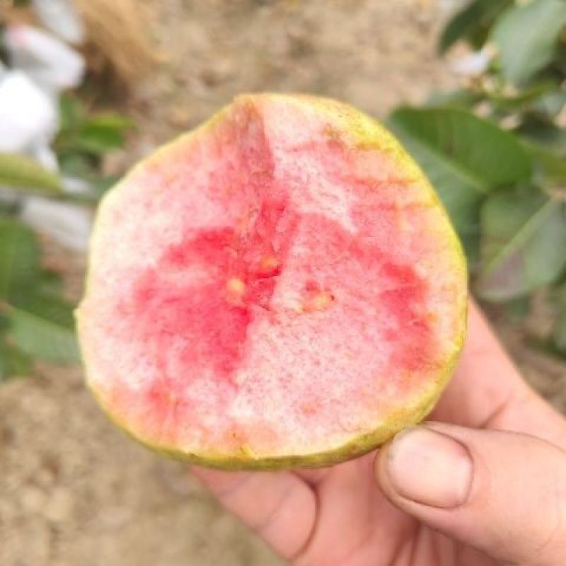广东汕尾无籽软心（红宝石）番石榴，种植白布袋3年苗