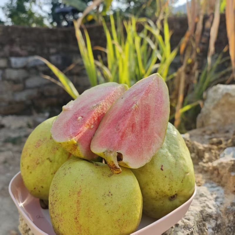 广东汕尾无籽软心（红宝石）番石榴，种植白布袋3年苗