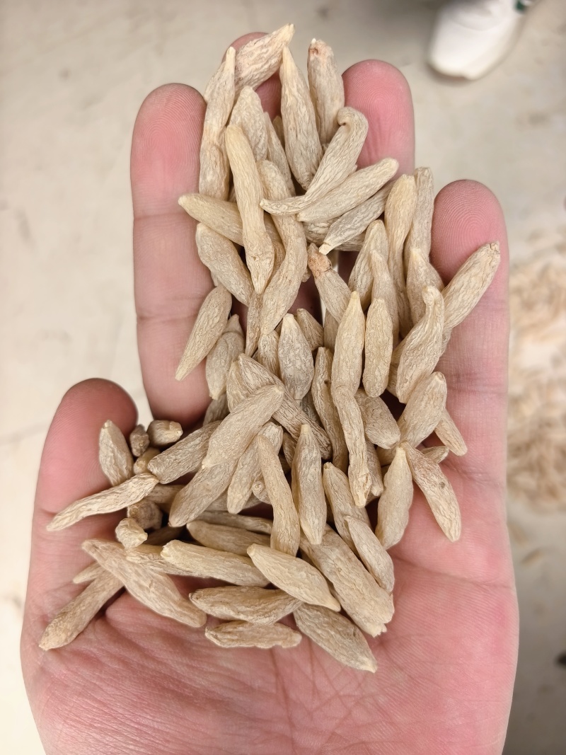 80粒超特，川麦冬各种规格均有大货，大货采购请电话联系