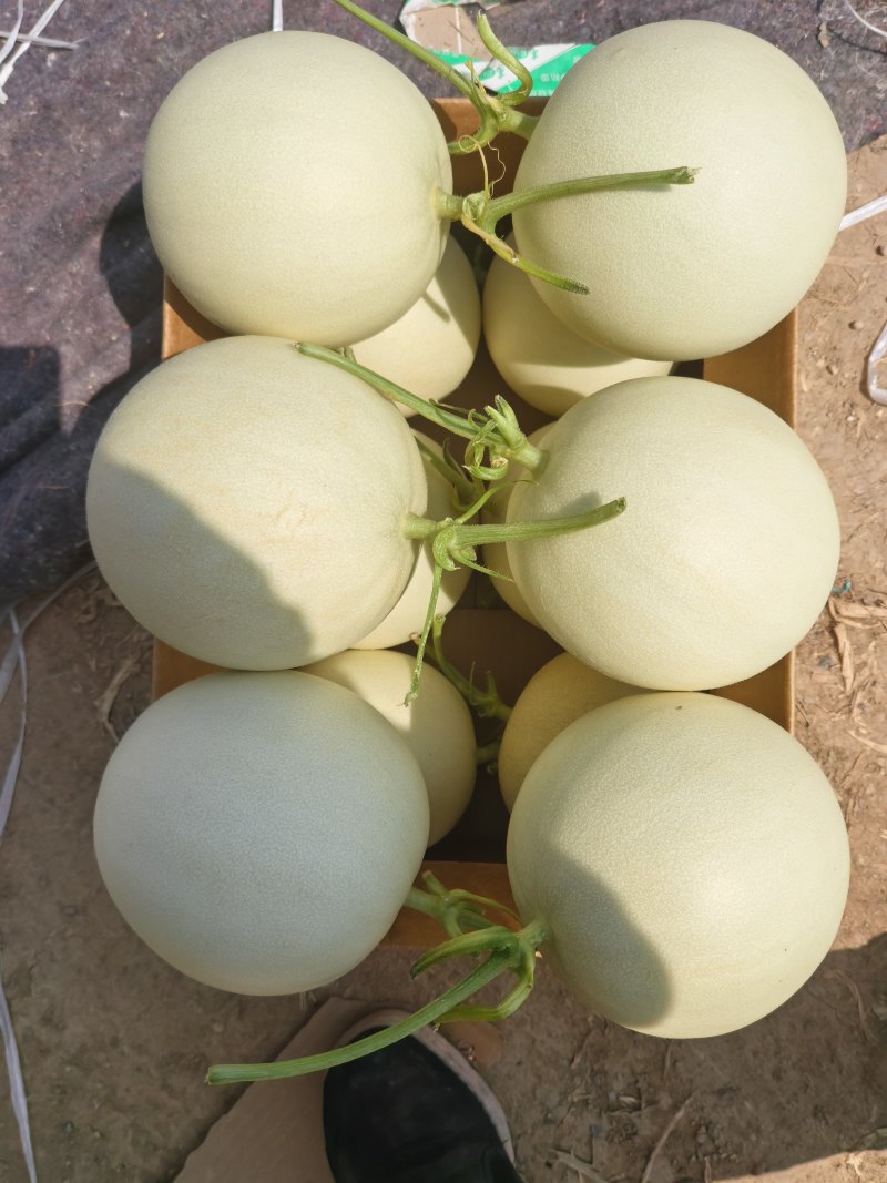 玉菇甜瓜。