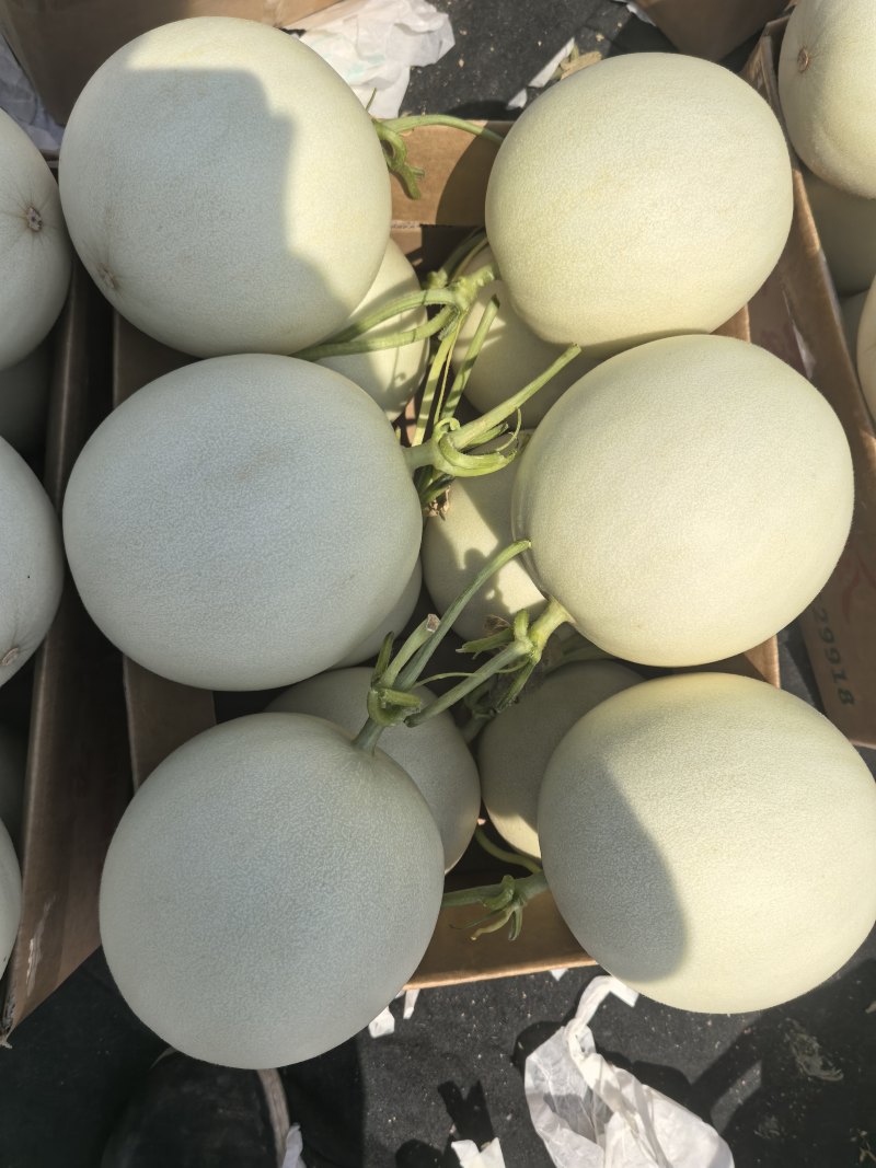 玉菇甜瓜。
