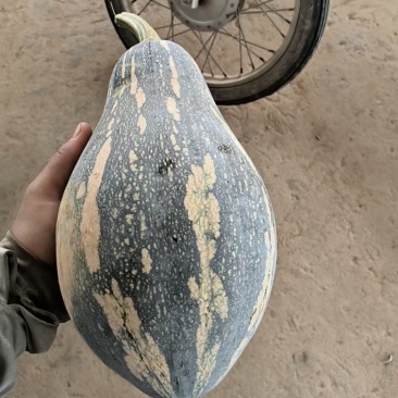 广东精品香芋南瓜1.5斤2斤到3斤占七成