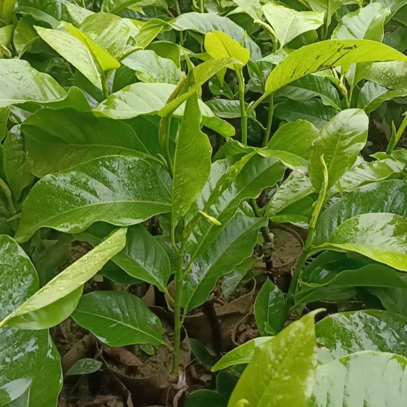 灵山县玉兰花基地火力楠嫁接白兰花苗多季节花期玉兰花苗。