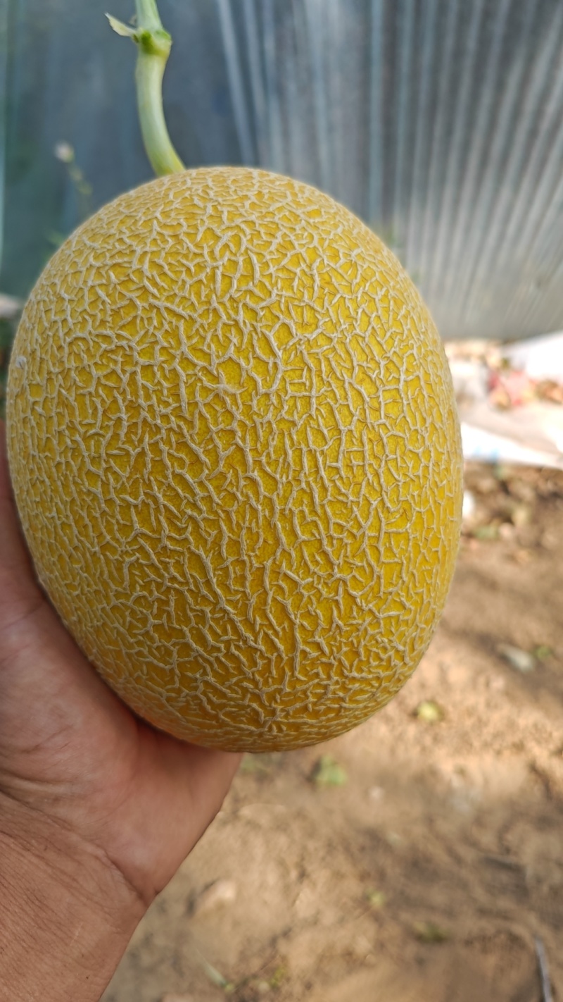 哈密瓜