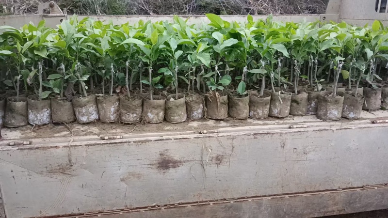 灵山县玉兰花基地火力楠嫁接白兰花苗多季节花期玉兰花苗。