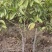 灵山县玉兰花基地火力楠嫁接白兰花苗多季节花期玉兰花苗。