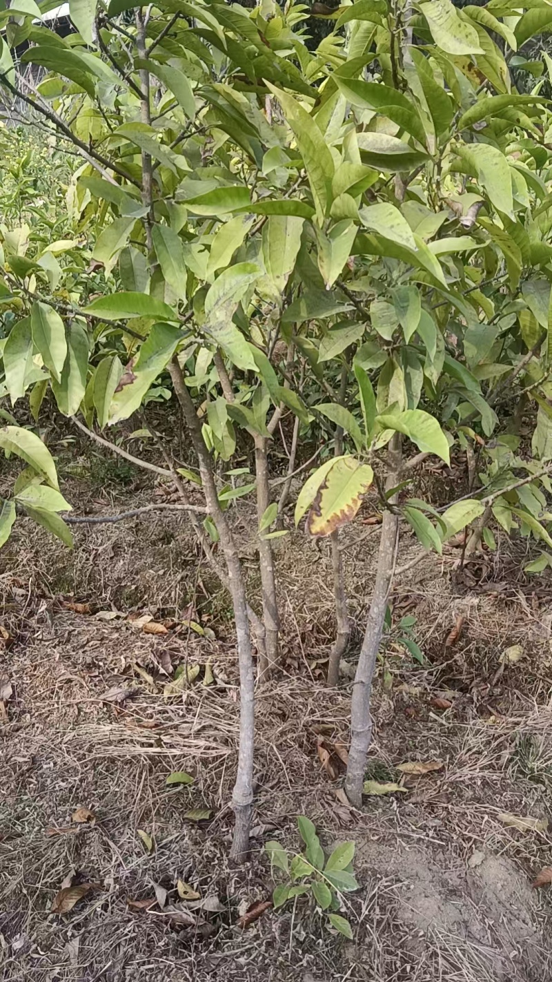 灵山县玉兰花基地火力楠嫁接白兰花苗多季节花期玉兰花苗。