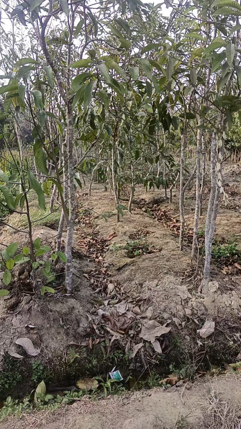 灵山县玉兰花基地火力楠嫁接白兰花苗多季节花期玉兰花苗。