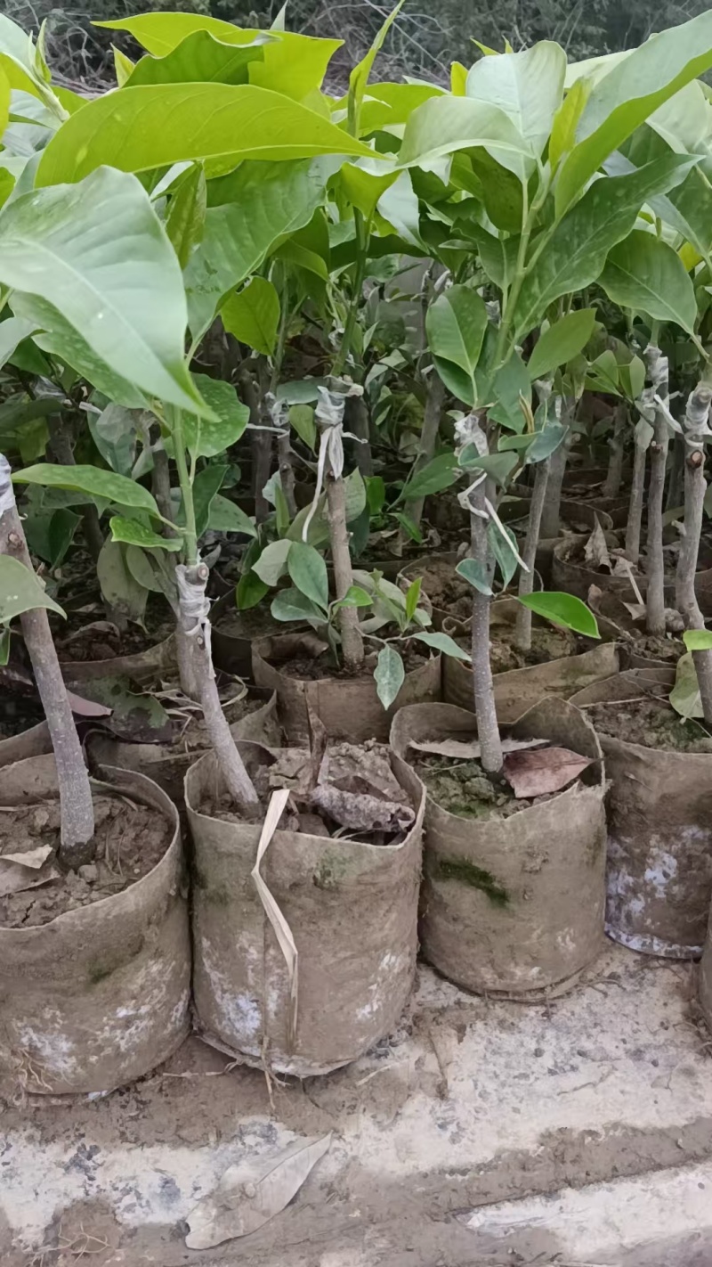 灵山县玉兰花基地火力楠嫁接白兰花苗多季节花期玉兰花苗。