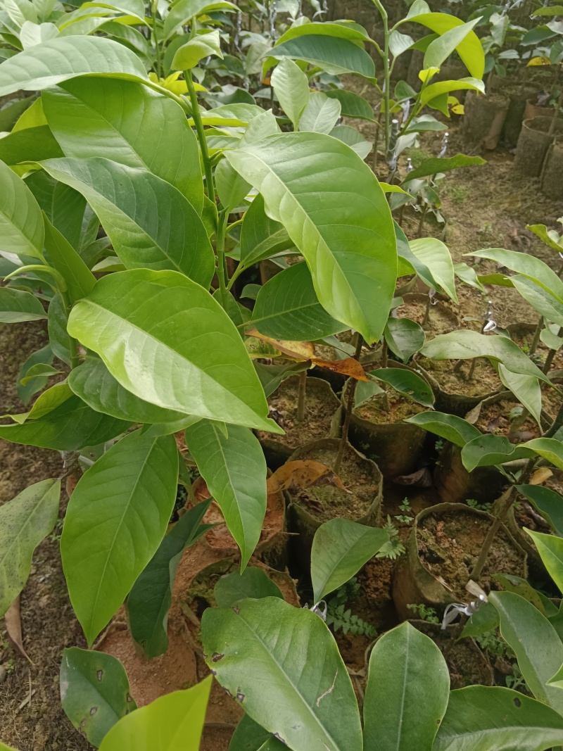灵山县玉兰花基地火力楠嫁接白兰花苗多季节花期玉兰花苗。