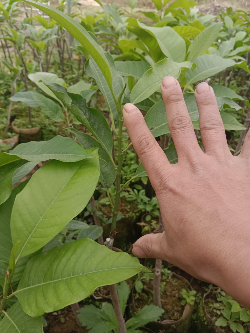 灵山县玉兰花基地火力楠嫁接白兰花苗多季节花期玉兰花苗。