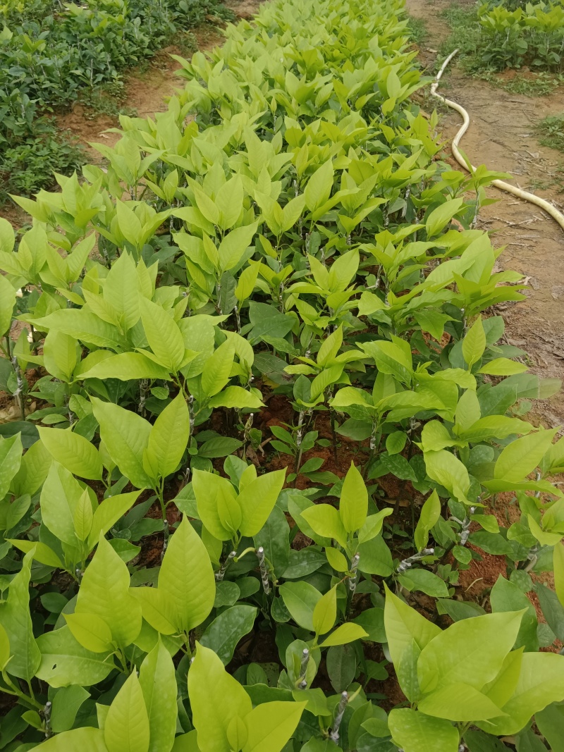 灵山县玉兰花基地火力楠嫁接白兰花苗多季节花期玉兰花苗。