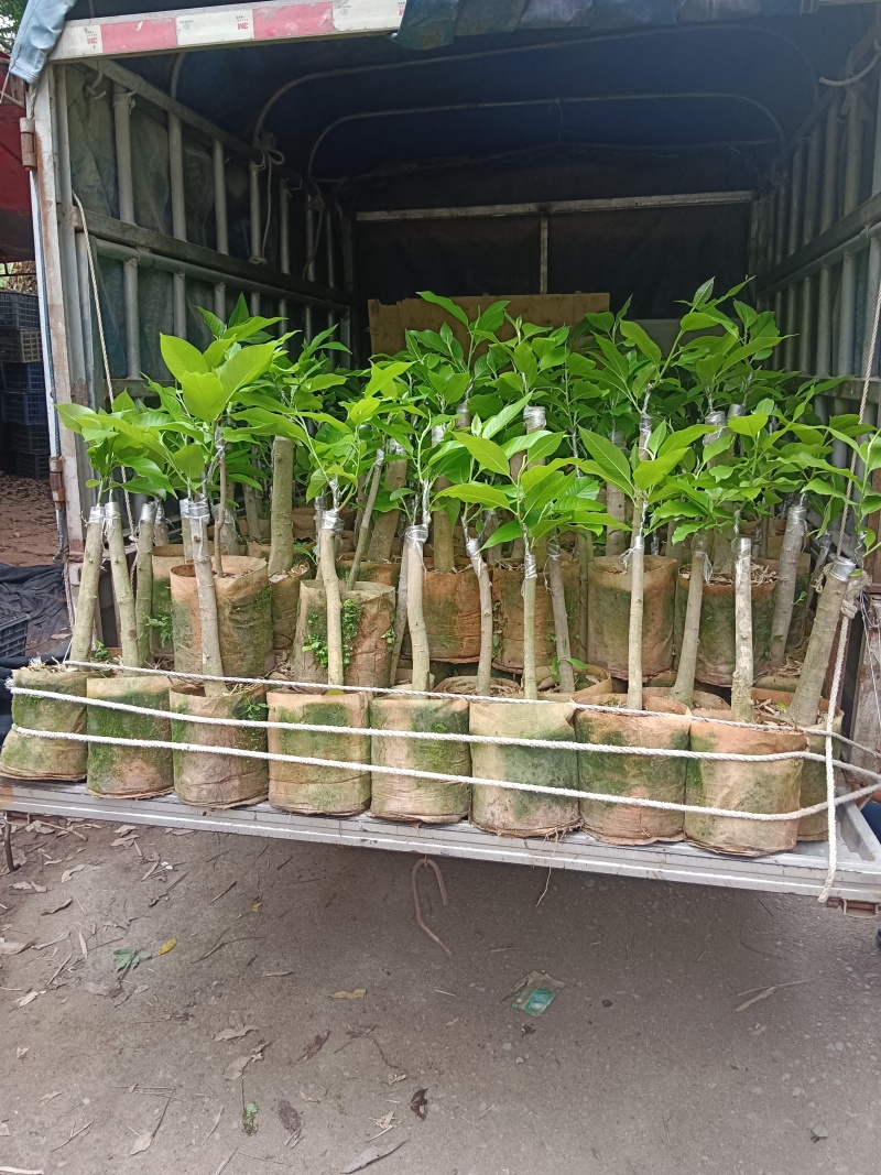 灵山县玉兰花基地火力楠嫁接白兰花苗多季节花期玉兰花苗。
