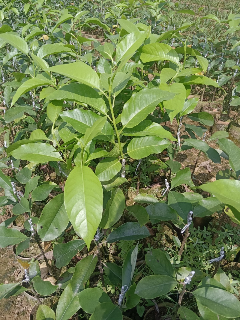 灵山县玉兰花基地火力楠嫁接白兰花苗多季节花期玉兰花苗。