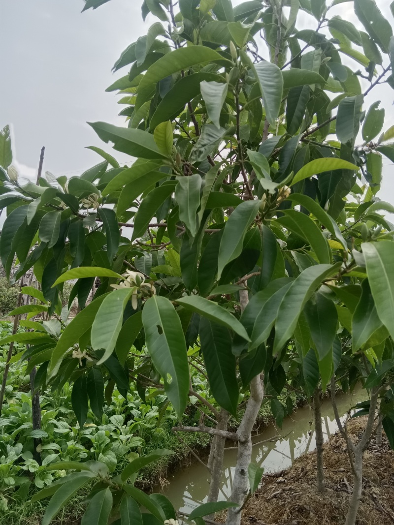 灵山县玉兰花基地火力楠嫁接白兰花苗多季节花期玉兰花苗。
