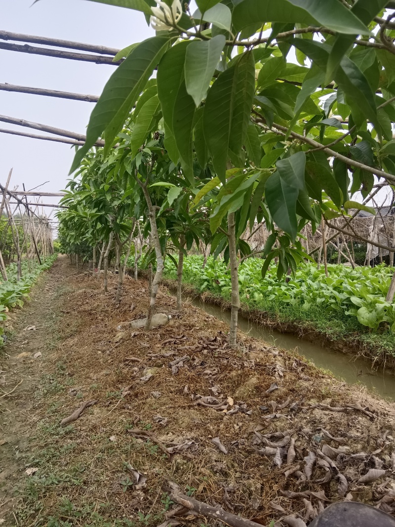 灵山县玉兰花基地火力楠嫁接白兰花苗多季节花期玉兰花苗。