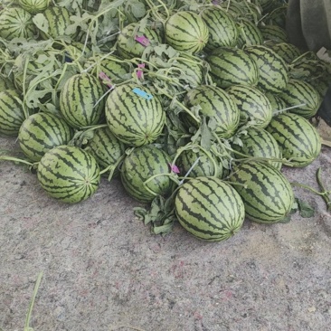 小糖丸西瓜小吊瓜精品2K