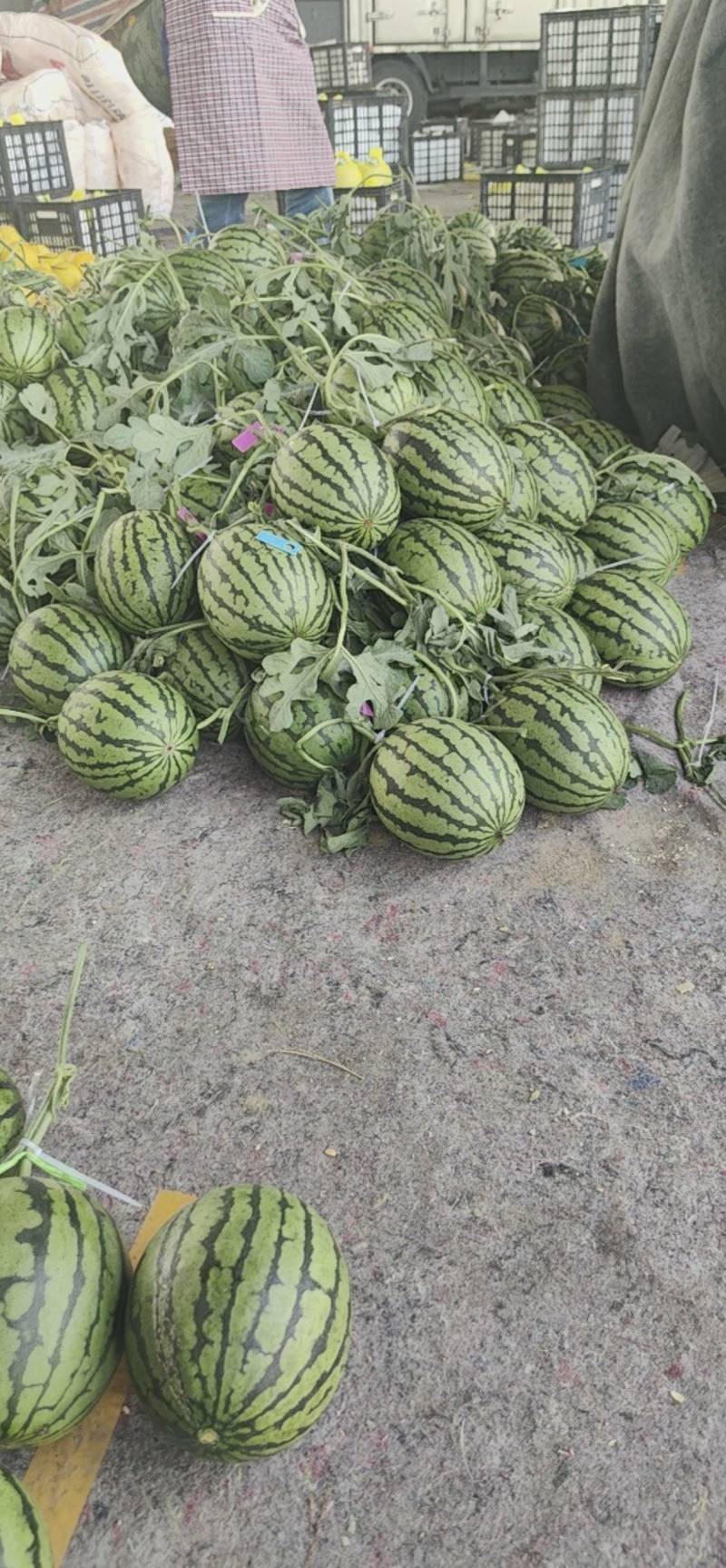 小糖丸西瓜小吊瓜精品2K