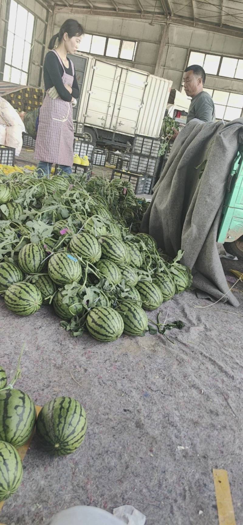 小糖丸西瓜小吊瓜精品2K