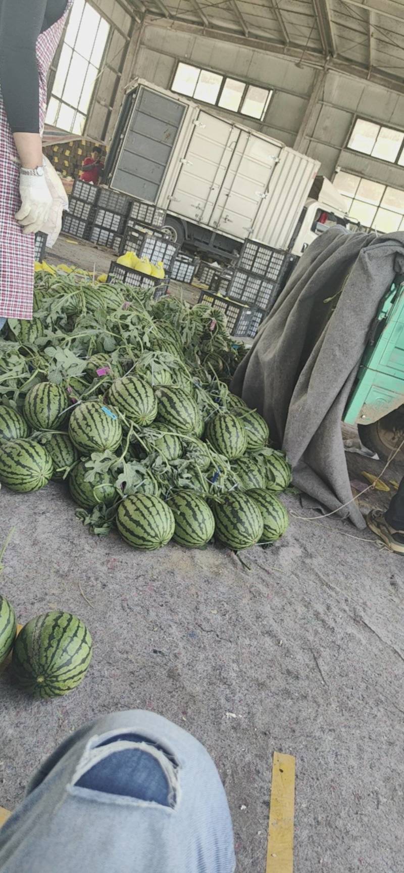 小糖丸西瓜小吊瓜精品2K