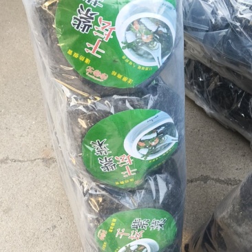 渤海湾紫菜，大量有货，欢迎来电选购