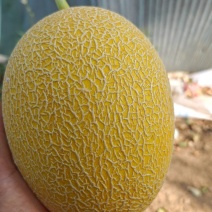 章丘哈密瓜，玉菇，景甜大量上市。