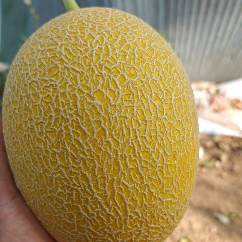 章丘哈密瓜，玉菇，景甜大量上市。