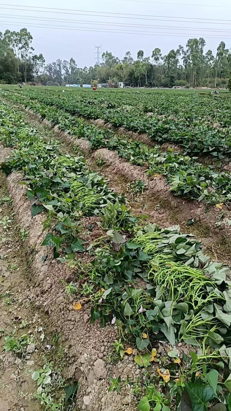 精品西瓜红薯苗产地直发货源充足大量现货可视频