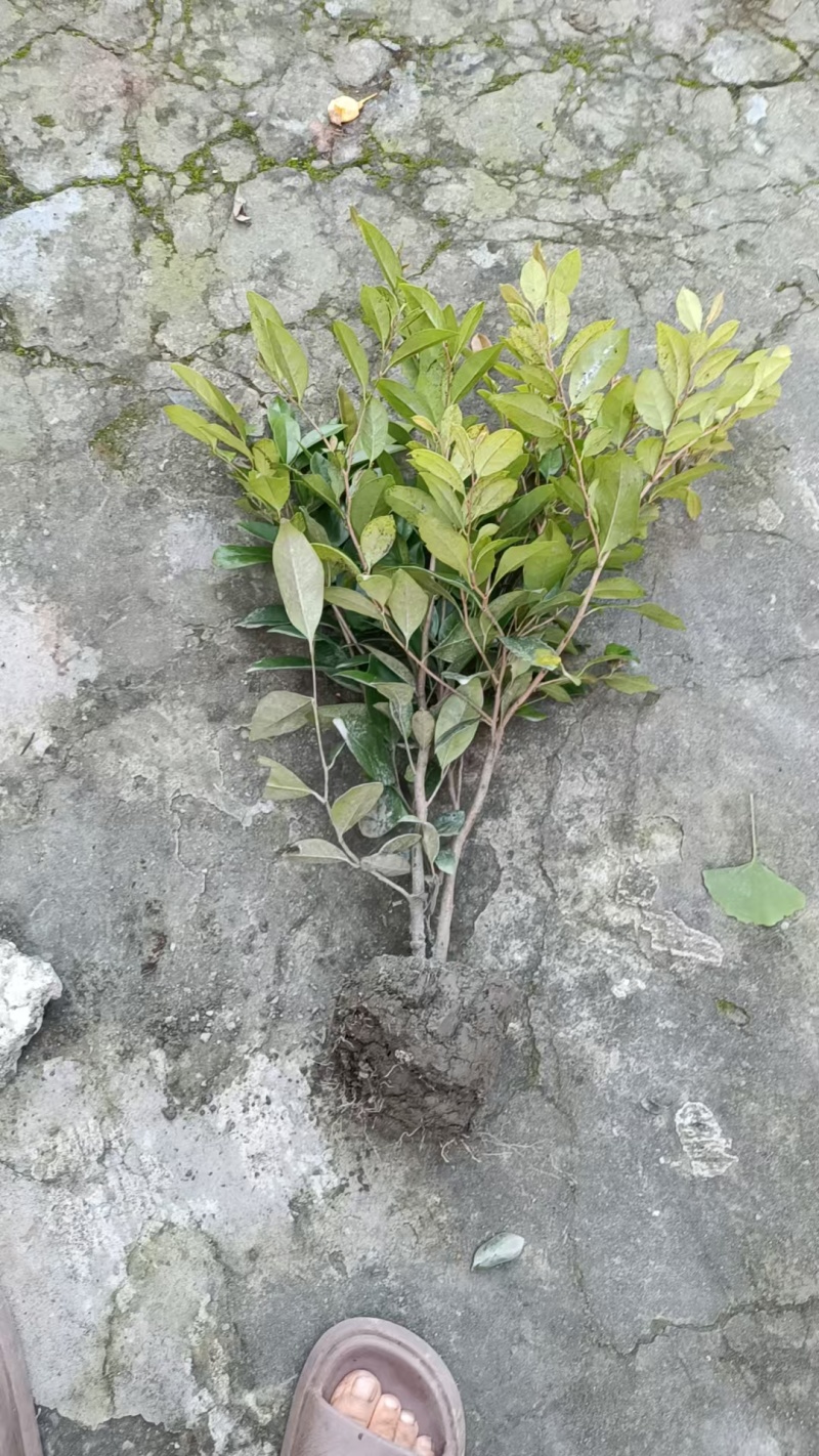 中华蚊母，高度30-50厘米，基地批发，各种规格。