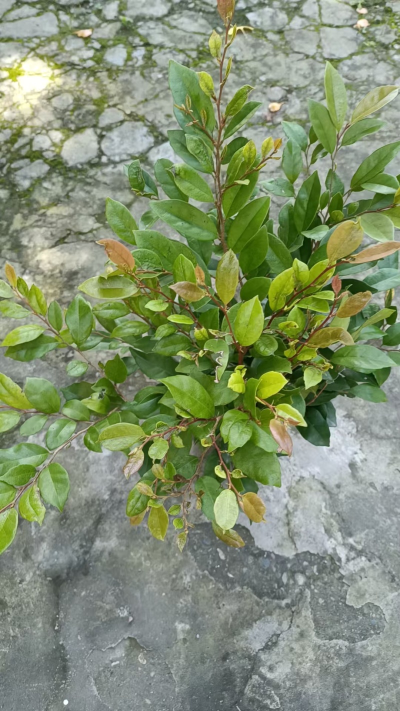 中华蚊母，高度30-50厘米，基地批发，各种规格。